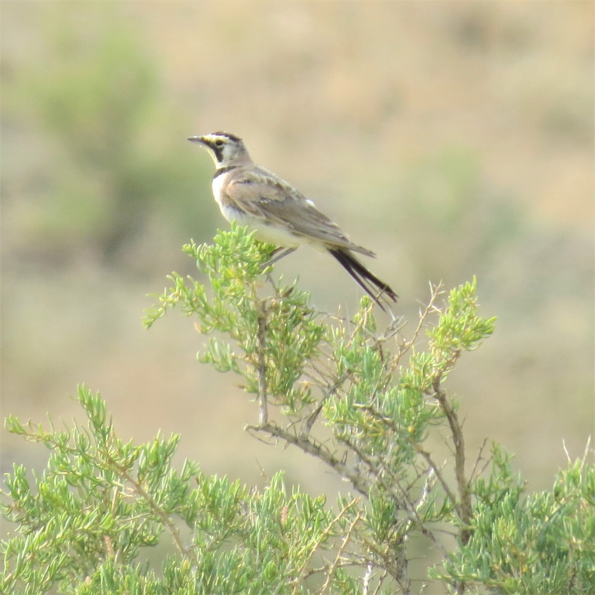 Horned Lark - ML358073521