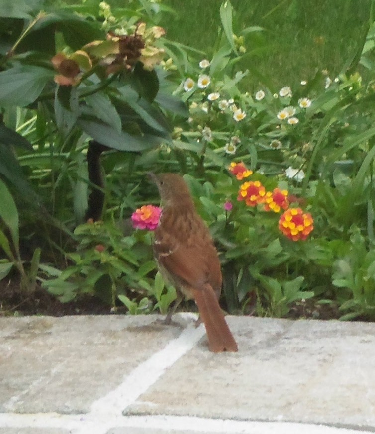 Brown Thrasher - ML358073801