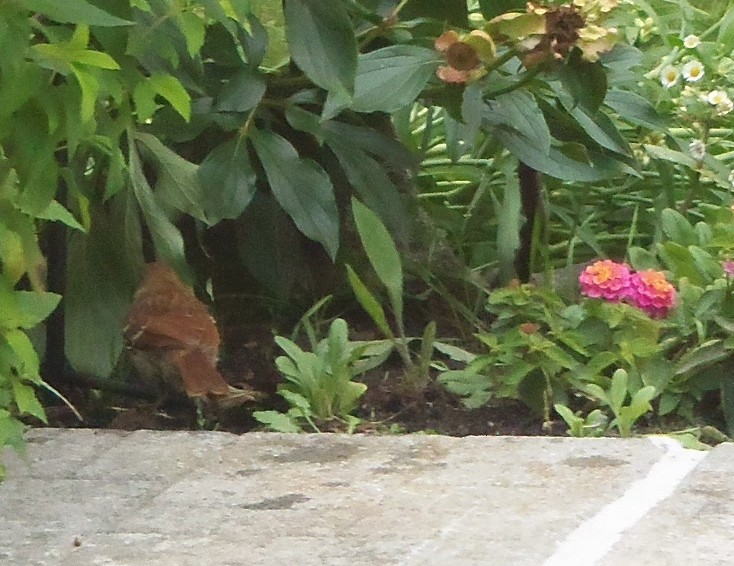 Brown Thrasher - Josée Hatin