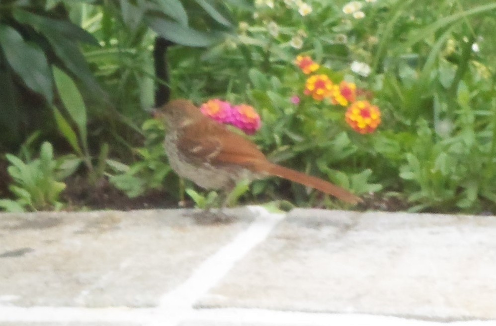 Brown Thrasher - Josée Hatin