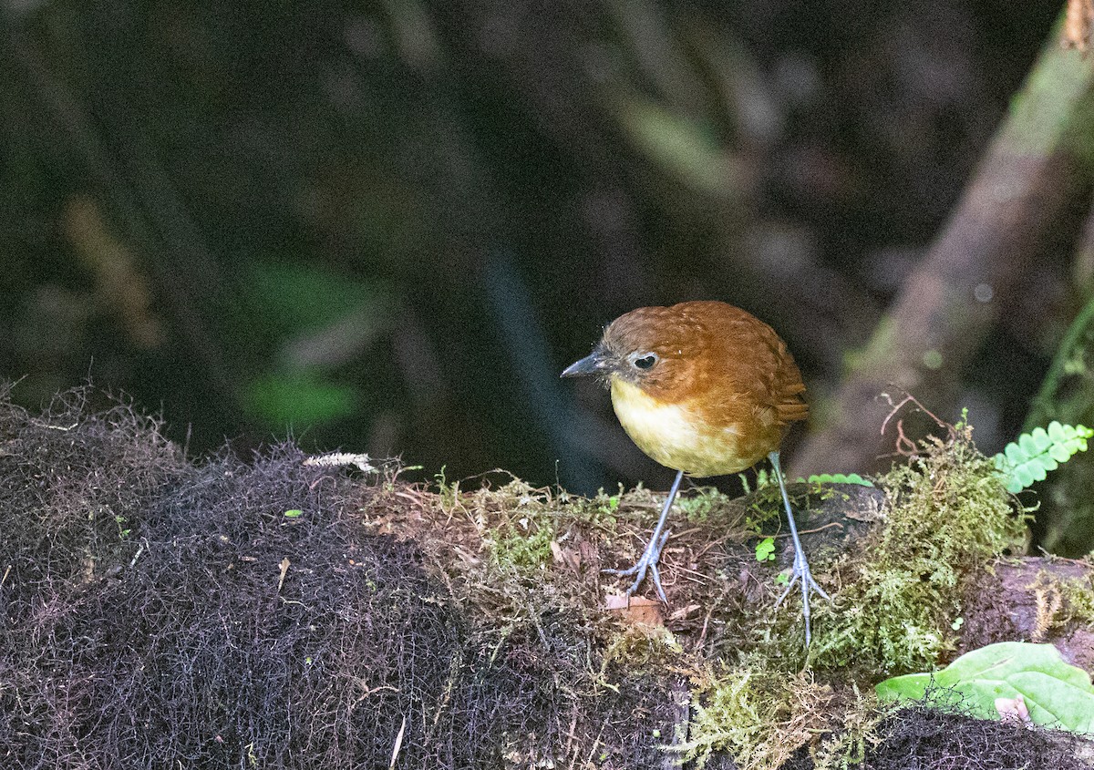 Yellow-breasted Antpitta - Anonymous