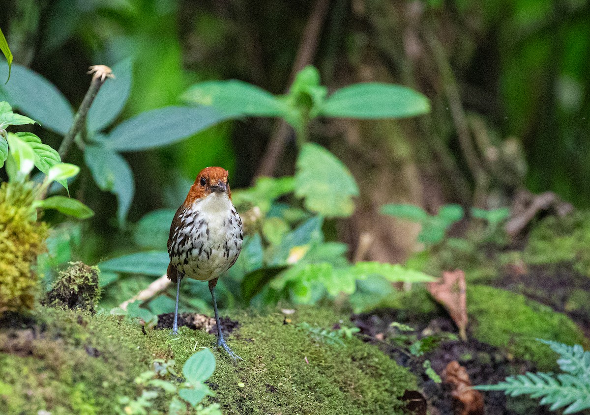 Chestnut-crowned Antpitta - Anonymous