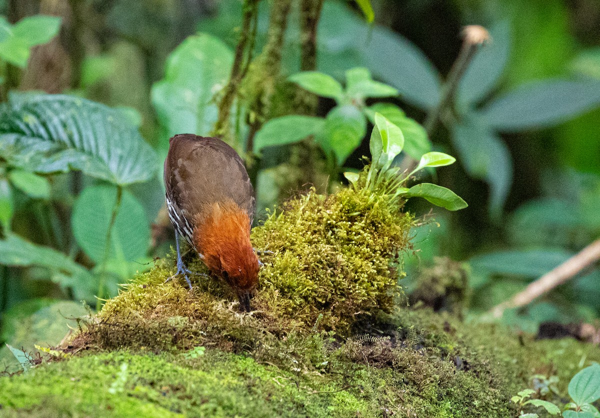 Grallaire à tête rousse - ML358073921