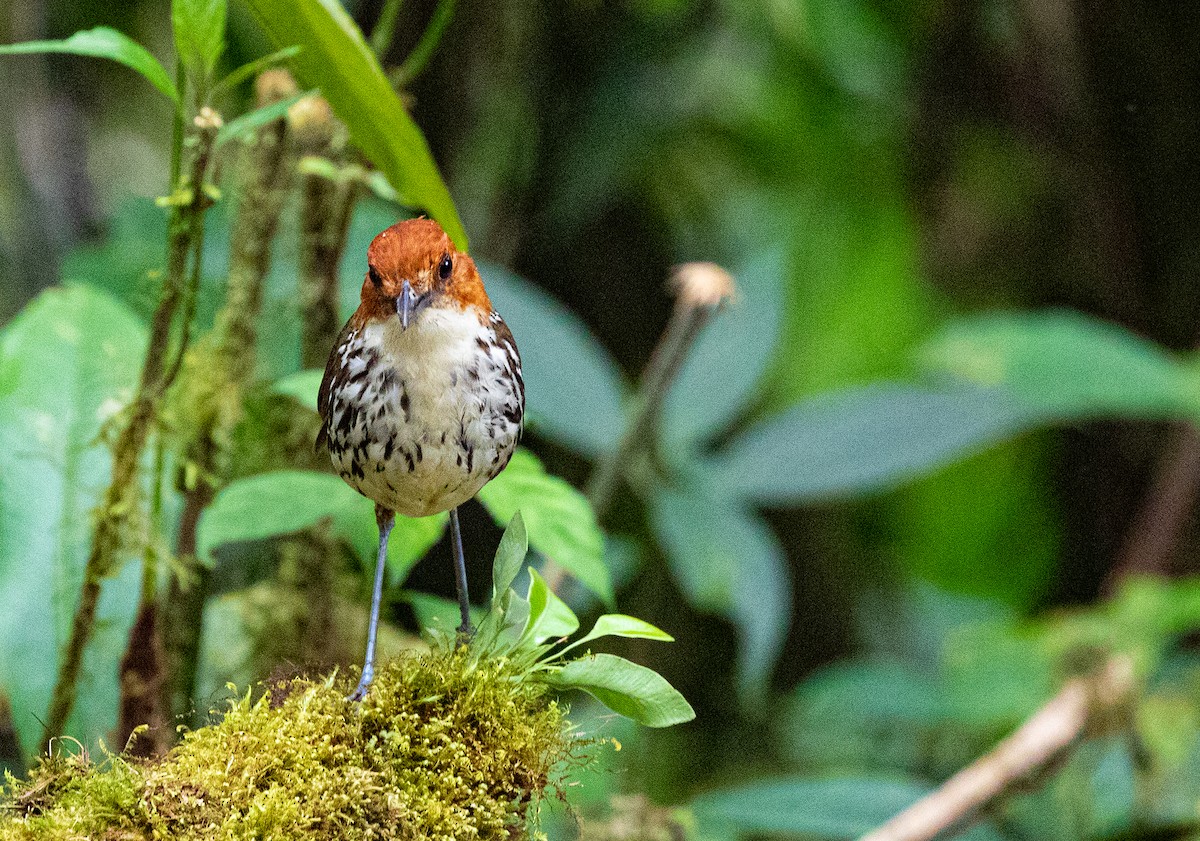 Chestnut-crowned Antpitta - Anonymous