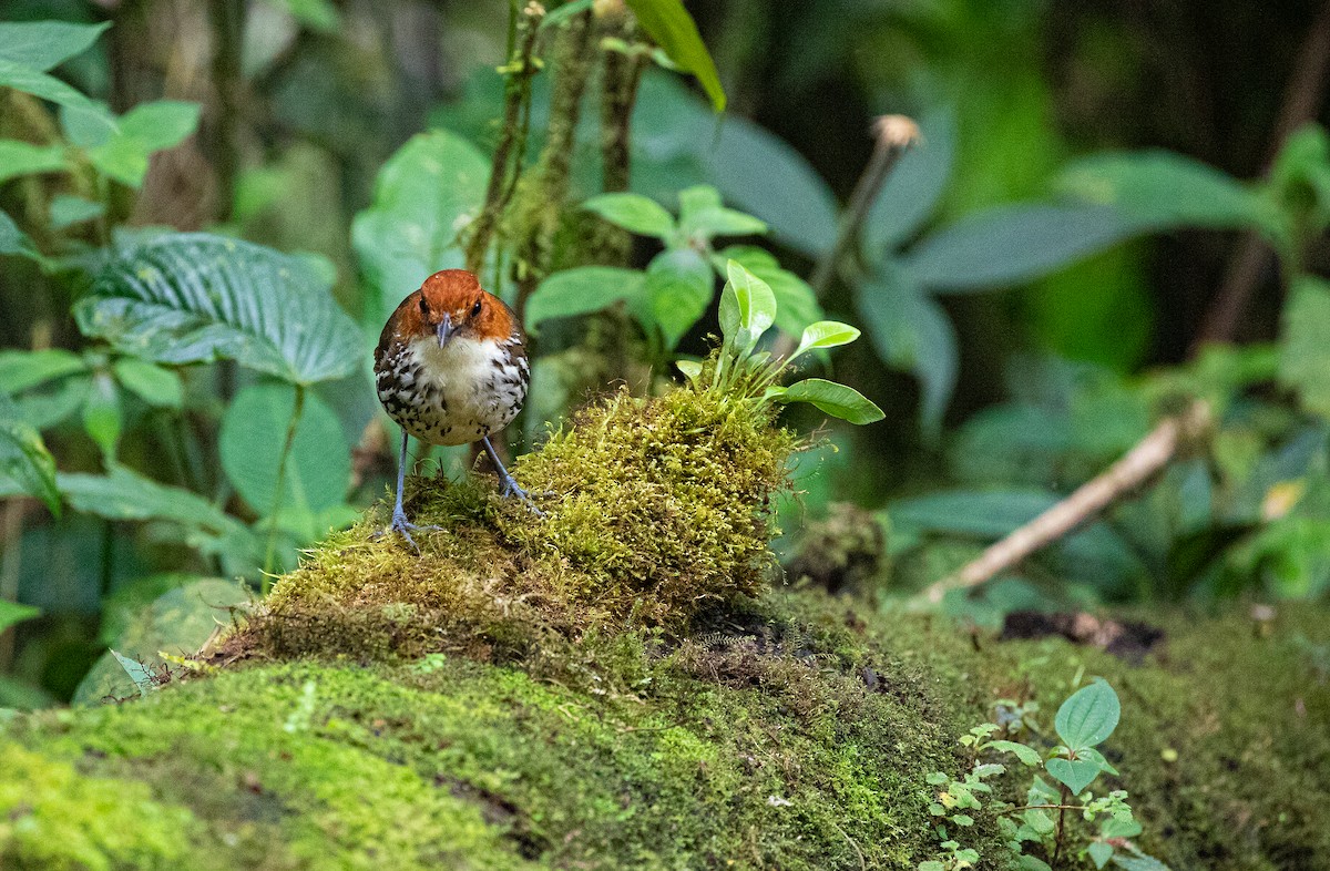 Chestnut-crowned Antpitta - Anonymous