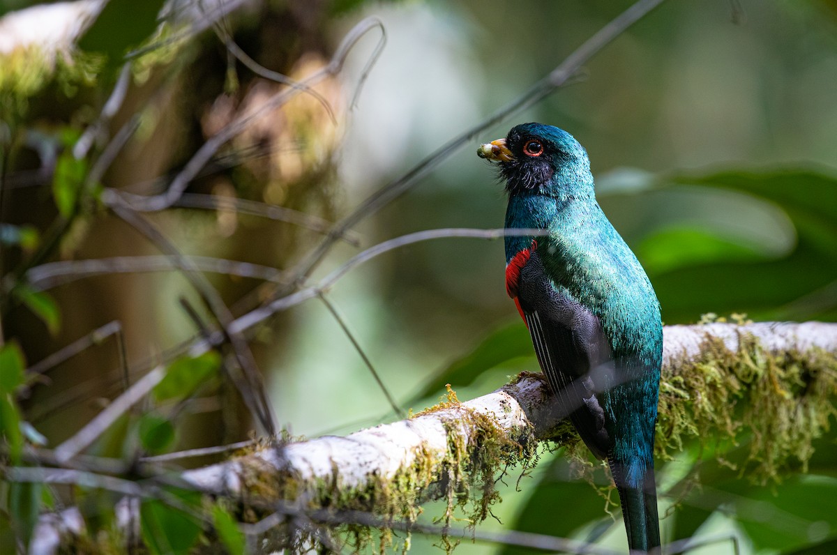 Trogon masqué - ML358074311