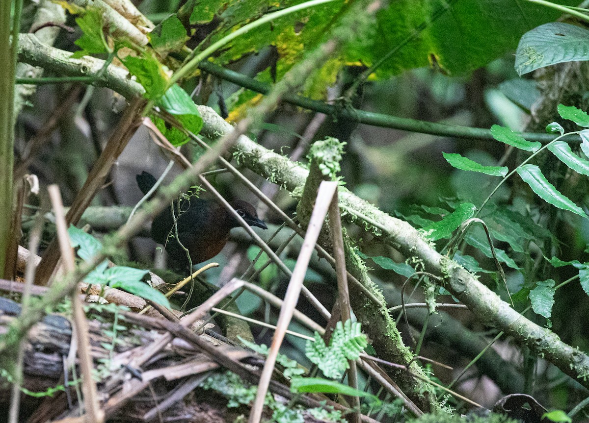 Rufous-breasted Antthrush - ML358074561