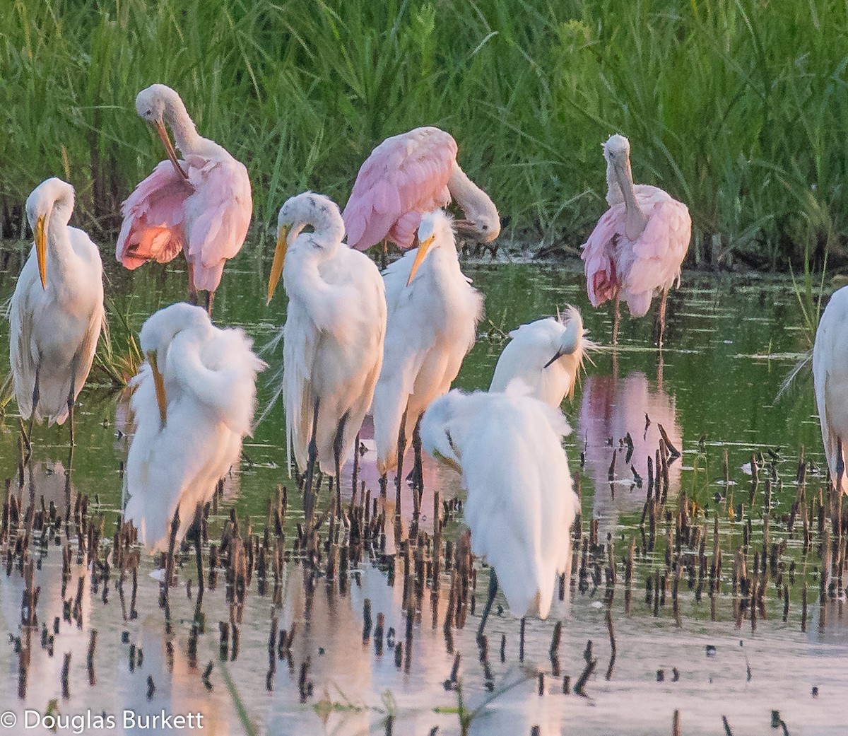 Roseate Spoonbill - Douglas Burkett