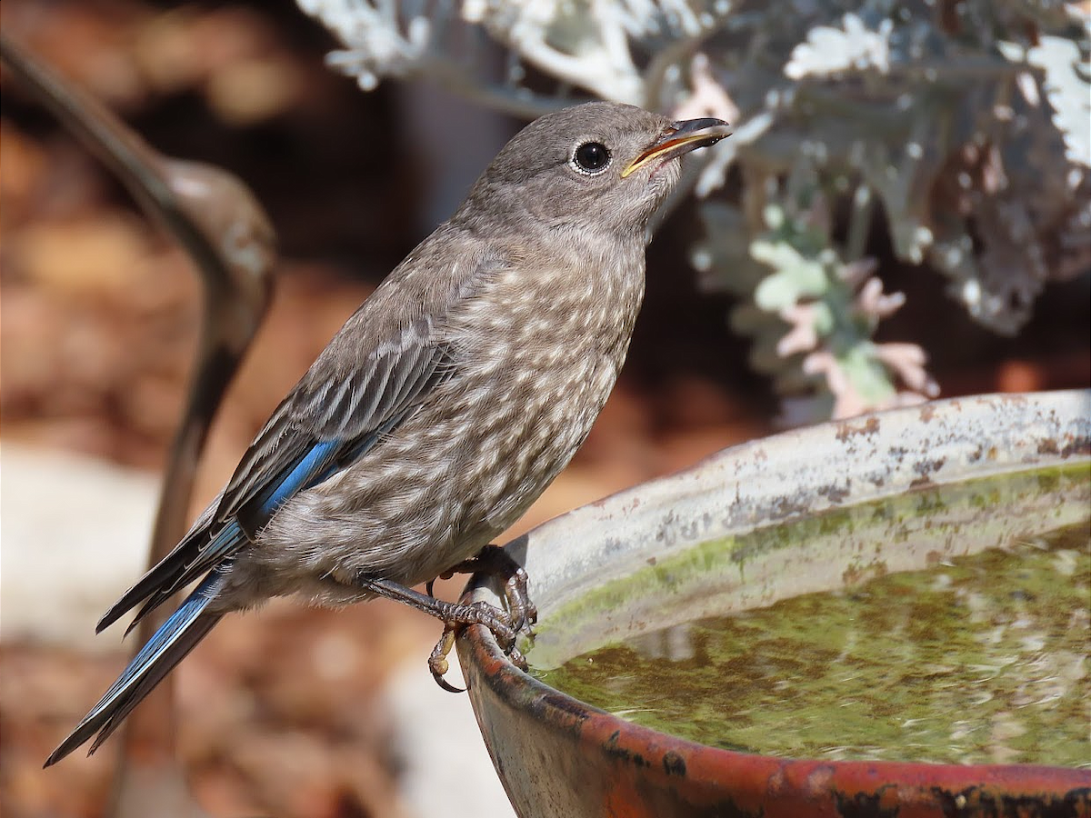 Western Bluebird - ML358075751