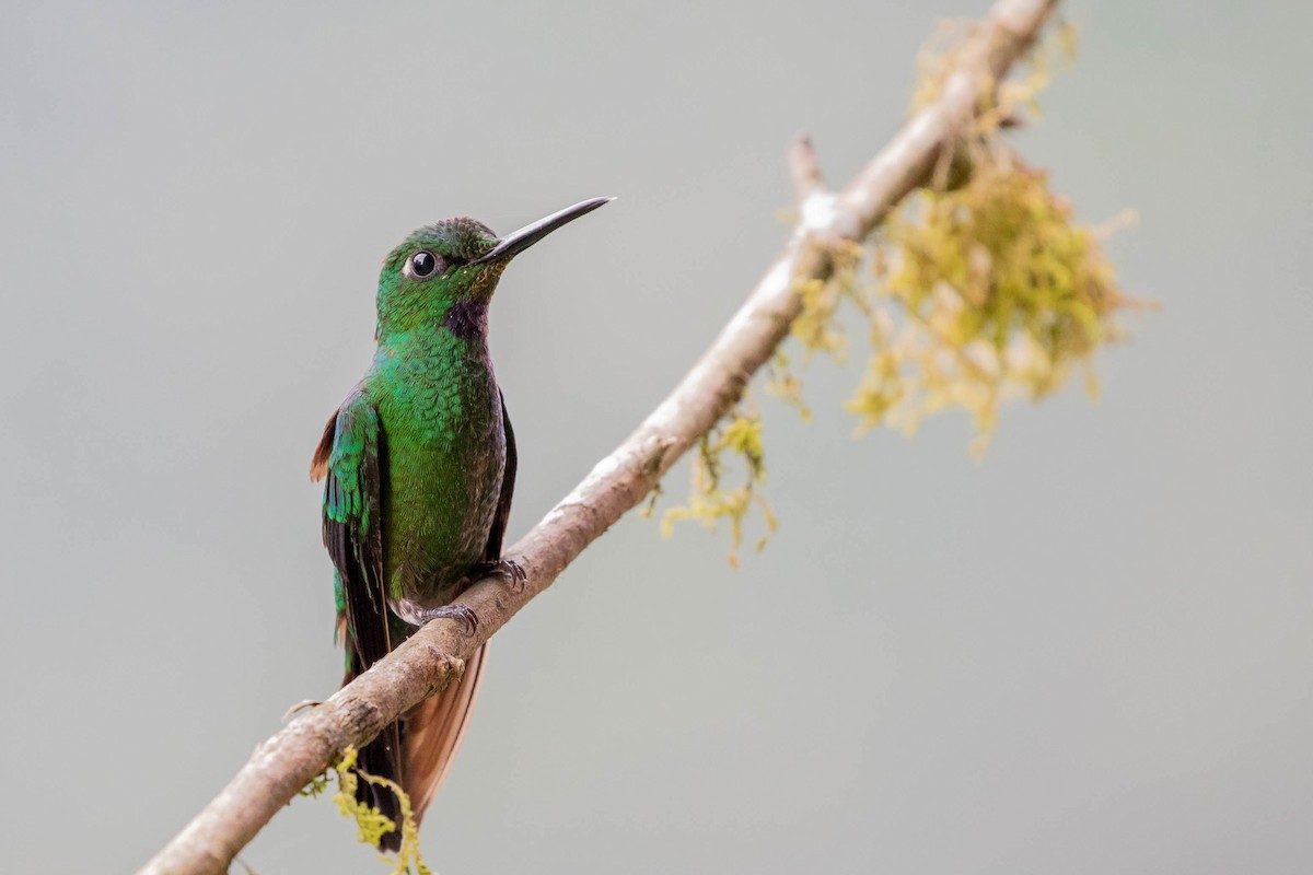 Green-crowned Brilliant - ML358075801