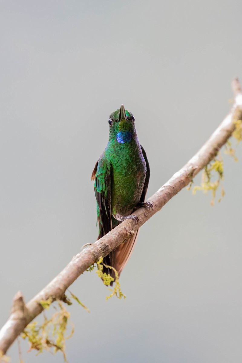 Green-crowned Brilliant - ML358075811