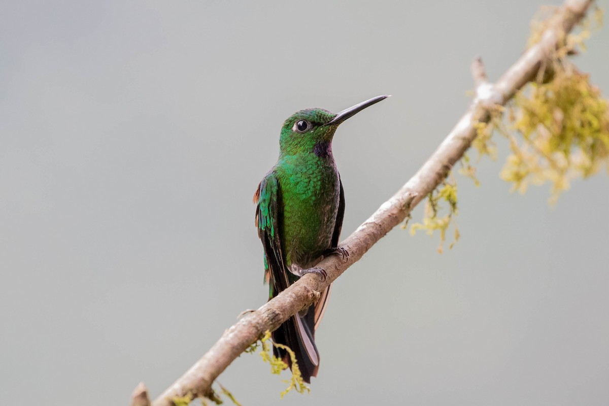 Green-crowned Brilliant - ML358075841