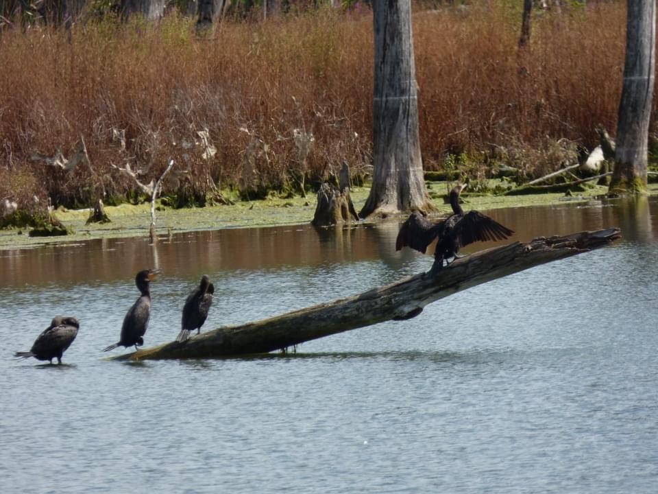 Double-crested Cormorant - ML358076781