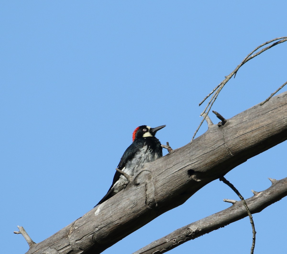 Acorn Woodpecker - ML358079961