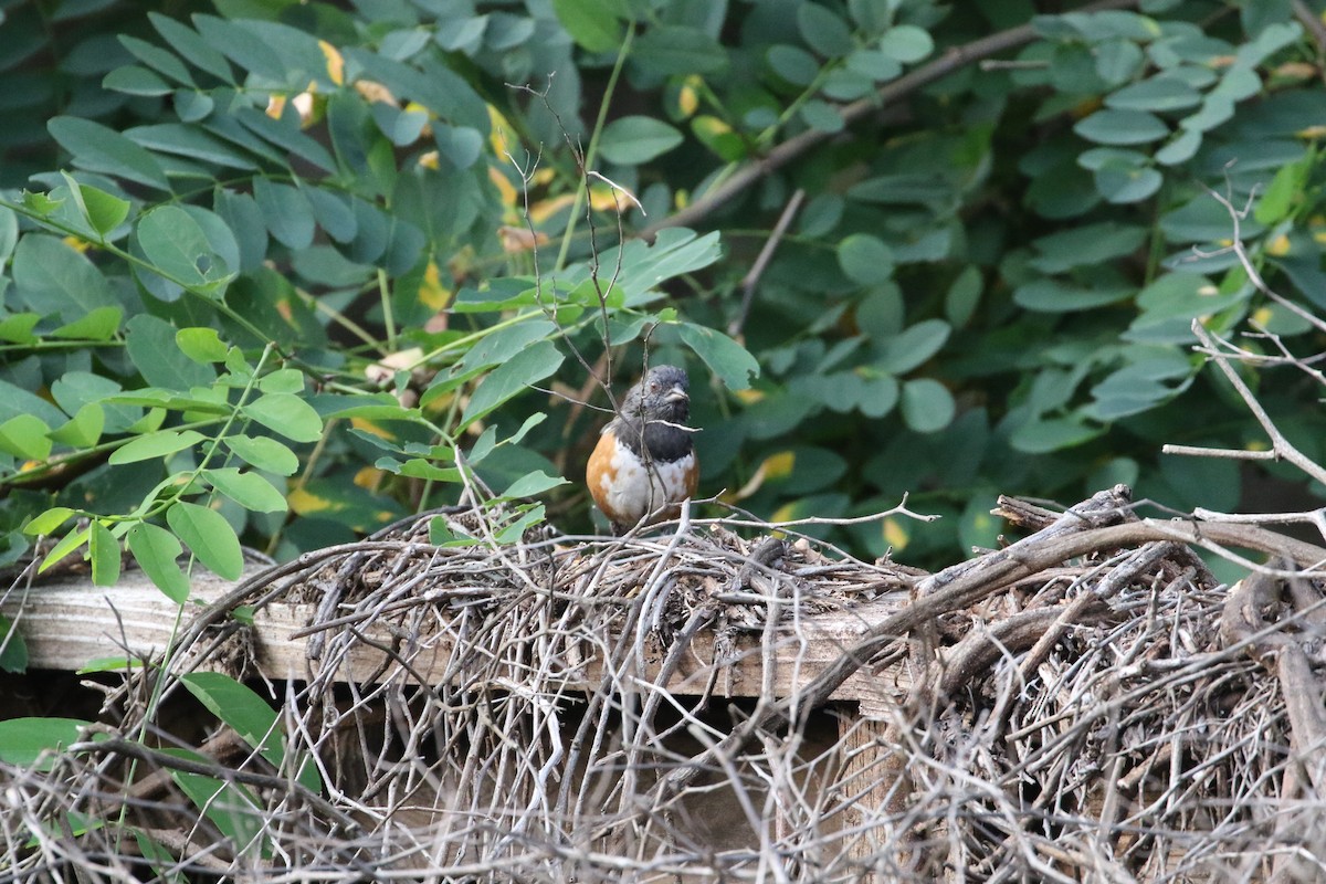 Spotted Towhee - ML358080061