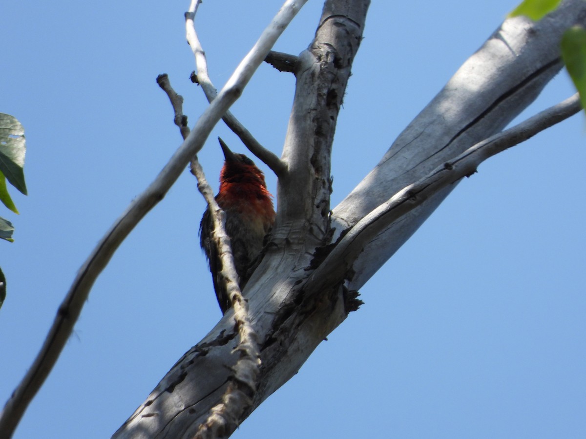 Red-breasted Sapsucker - ML358080301