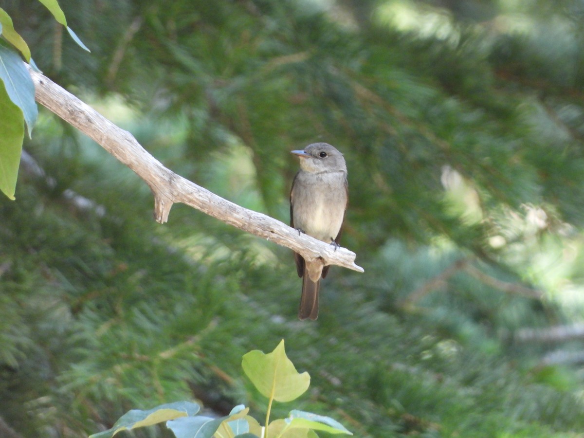 Western Wood-Pewee - ML358080391
