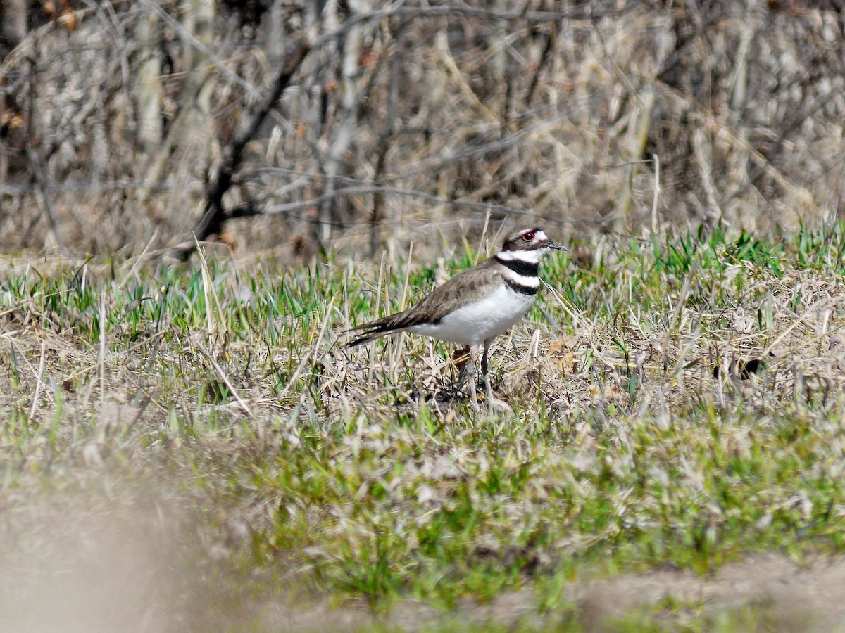 Killdeer - ML35808111