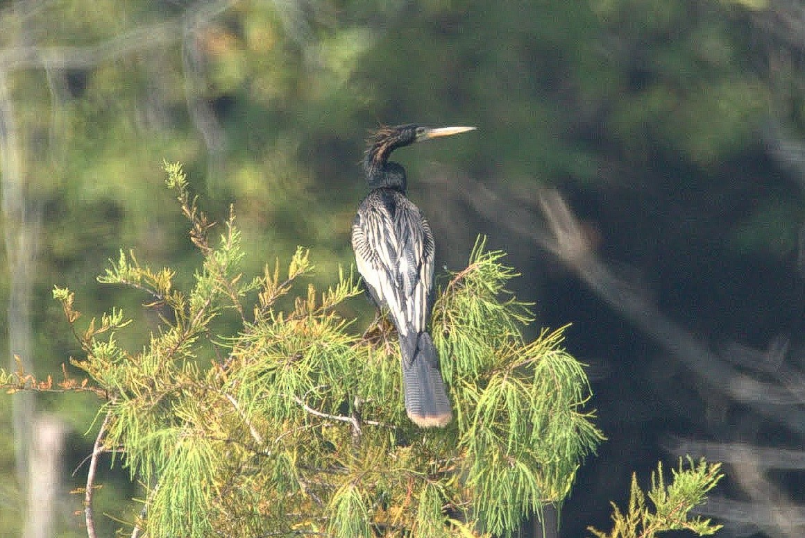 Anhinga Americana - ML358085061