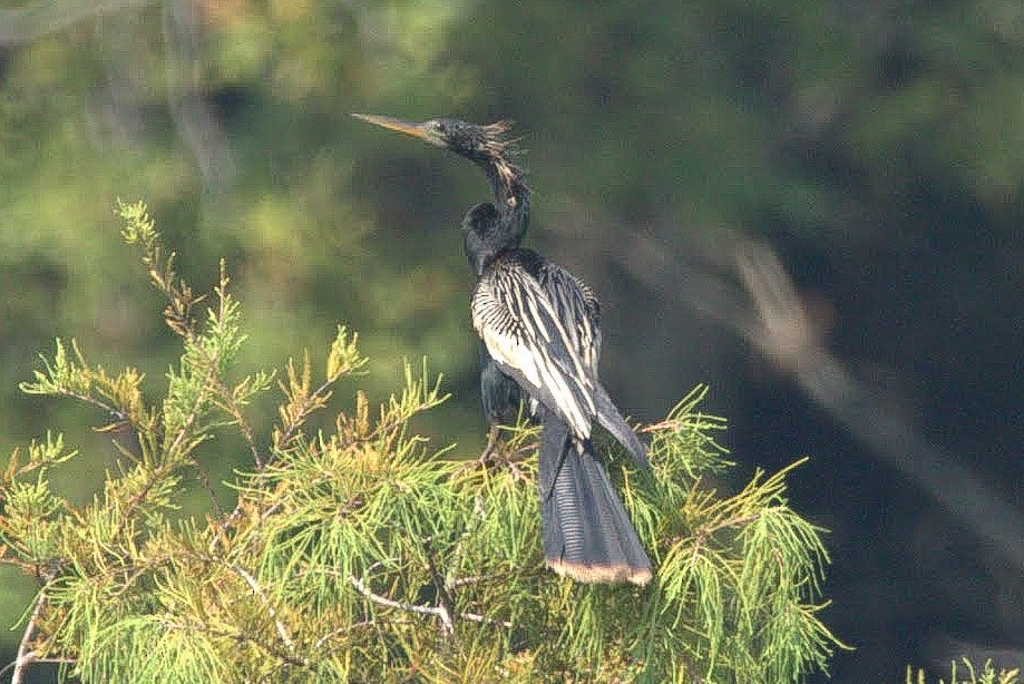 Anhinga - ML358085071