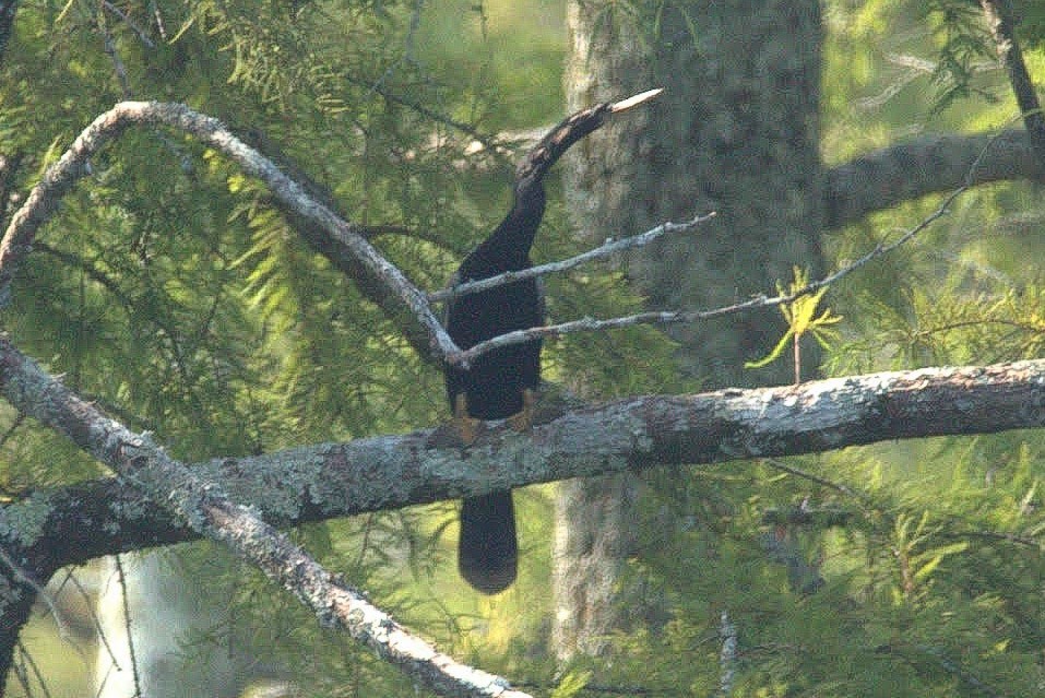 anhinga americká - ML358085081