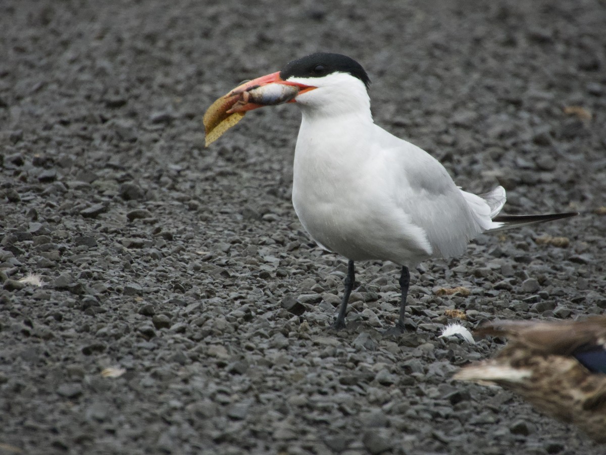 Caspian Tern - W. Douglas Robinson