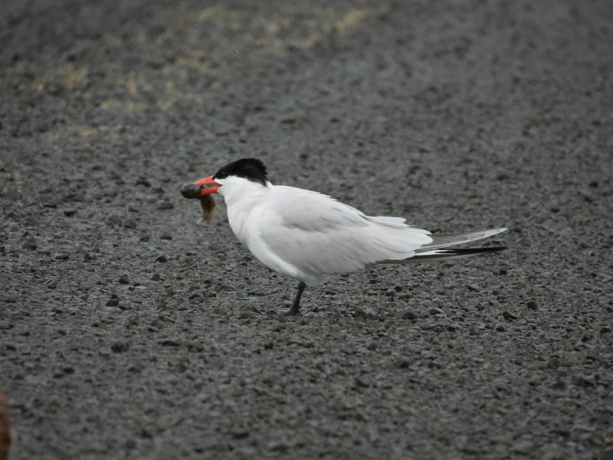 Caspian Tern - W. Douglas Robinson