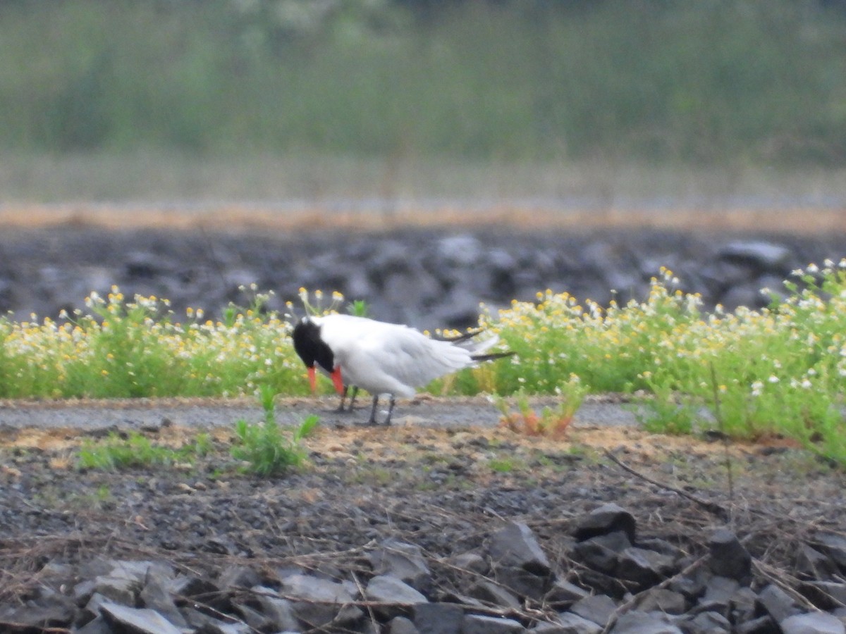 Caspian Tern - W. Douglas Robinson