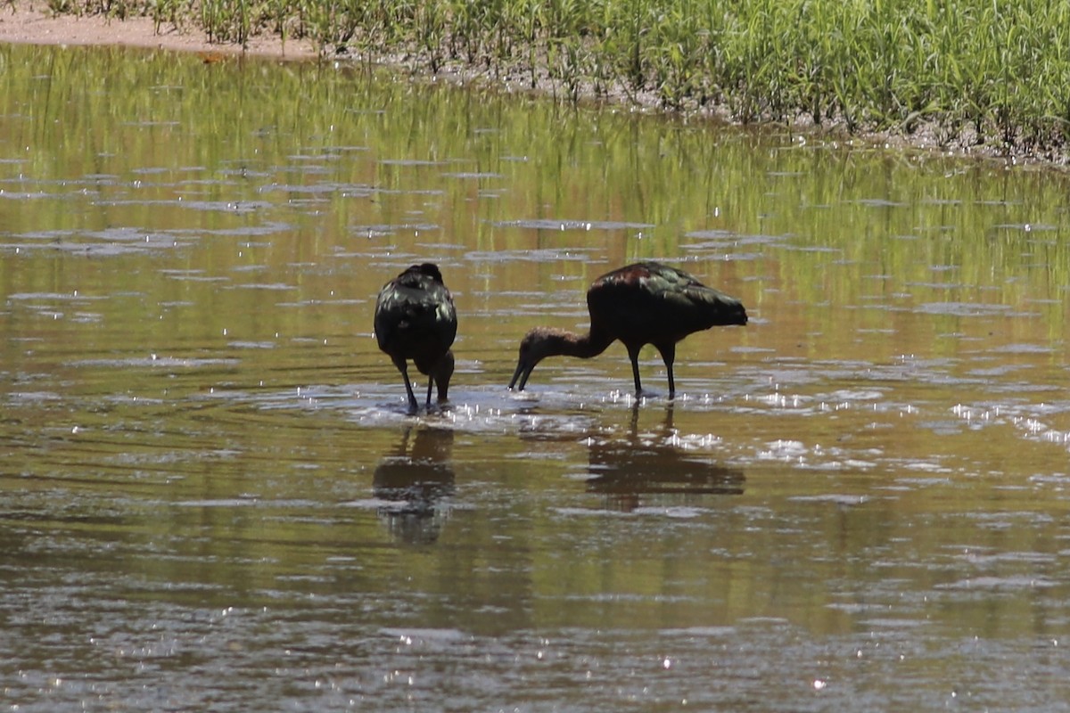 White-faced Ibis - David Cole