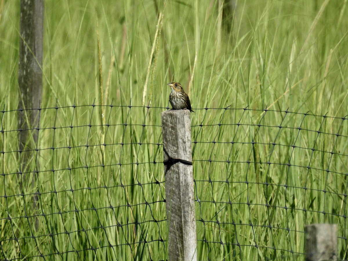 Saltmarsh Sparrow - ML358086731