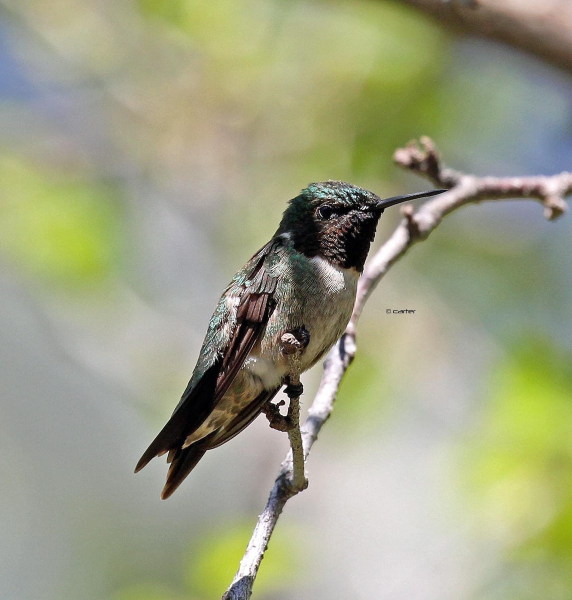 Ruby-throated Hummingbird - ML358088151