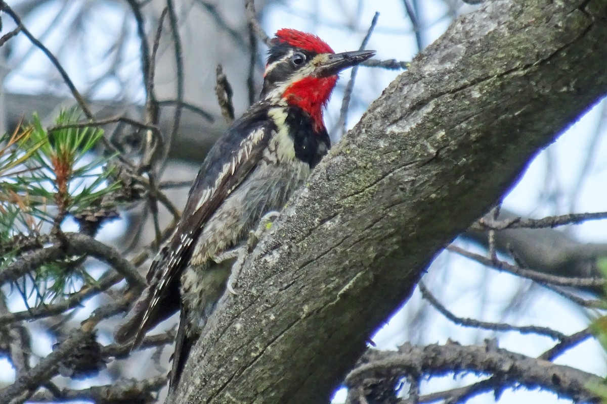 Red-naped Sapsucker - ML358088241