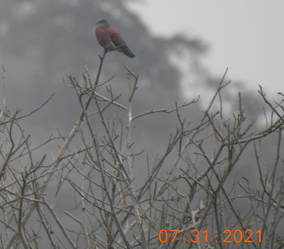 Pale-vented Pigeon - ML358090761