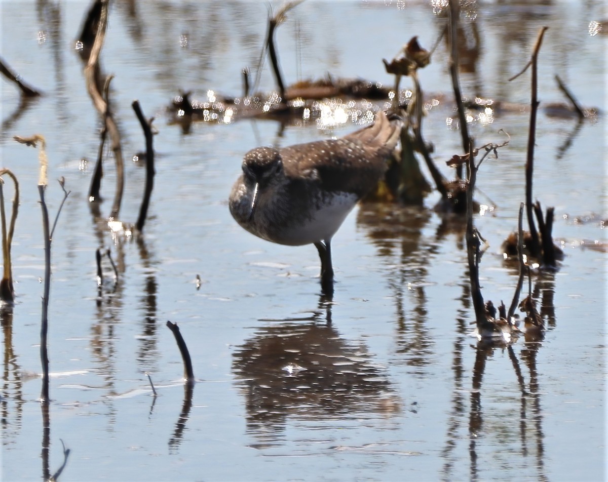 eremittsnipe - ML358091651