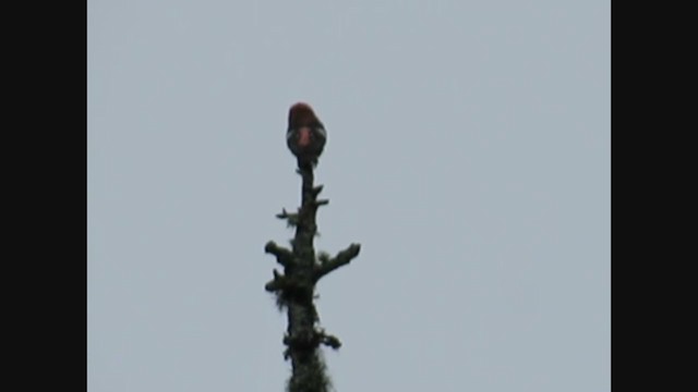 White-winged Crossbill - ML358091721