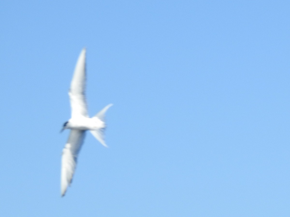 Arctic Tern - ML358092131