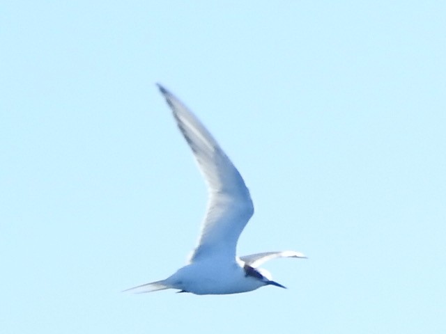 Arctic Tern - ML358092141