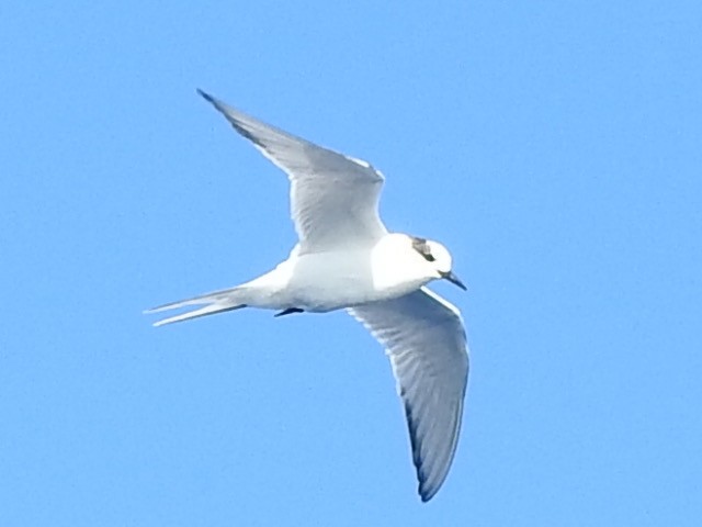 Arctic Tern - Scott Fox