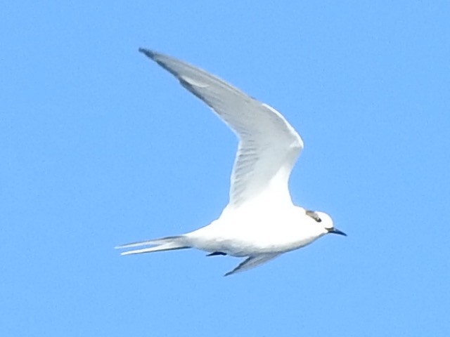 Arctic Tern - ML358092171