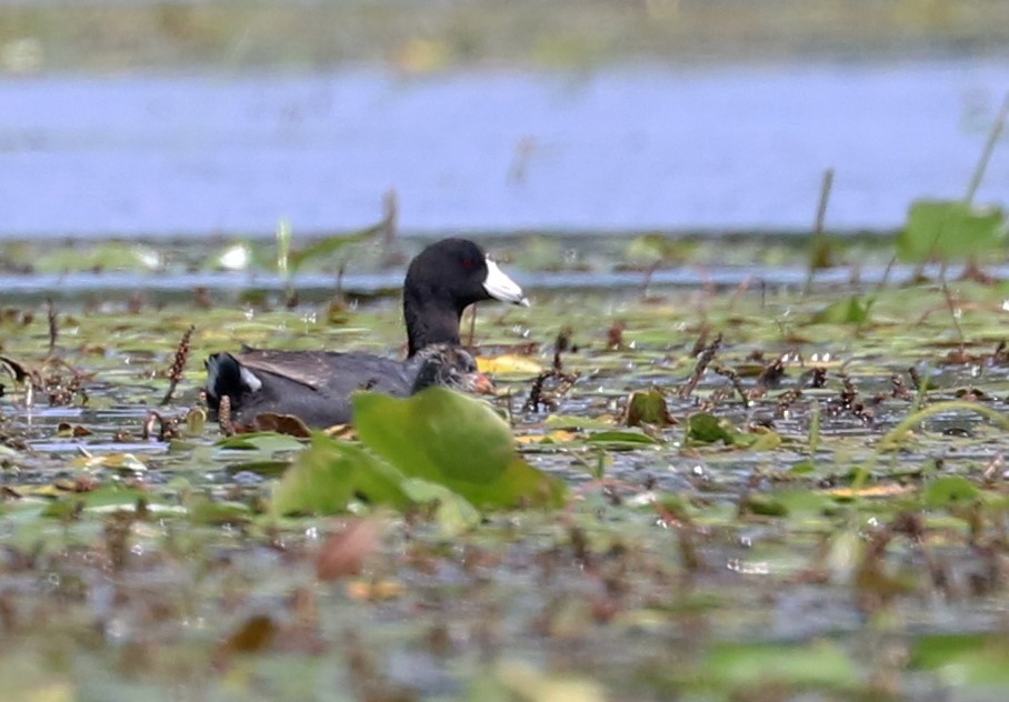 American Coot - ML358092301