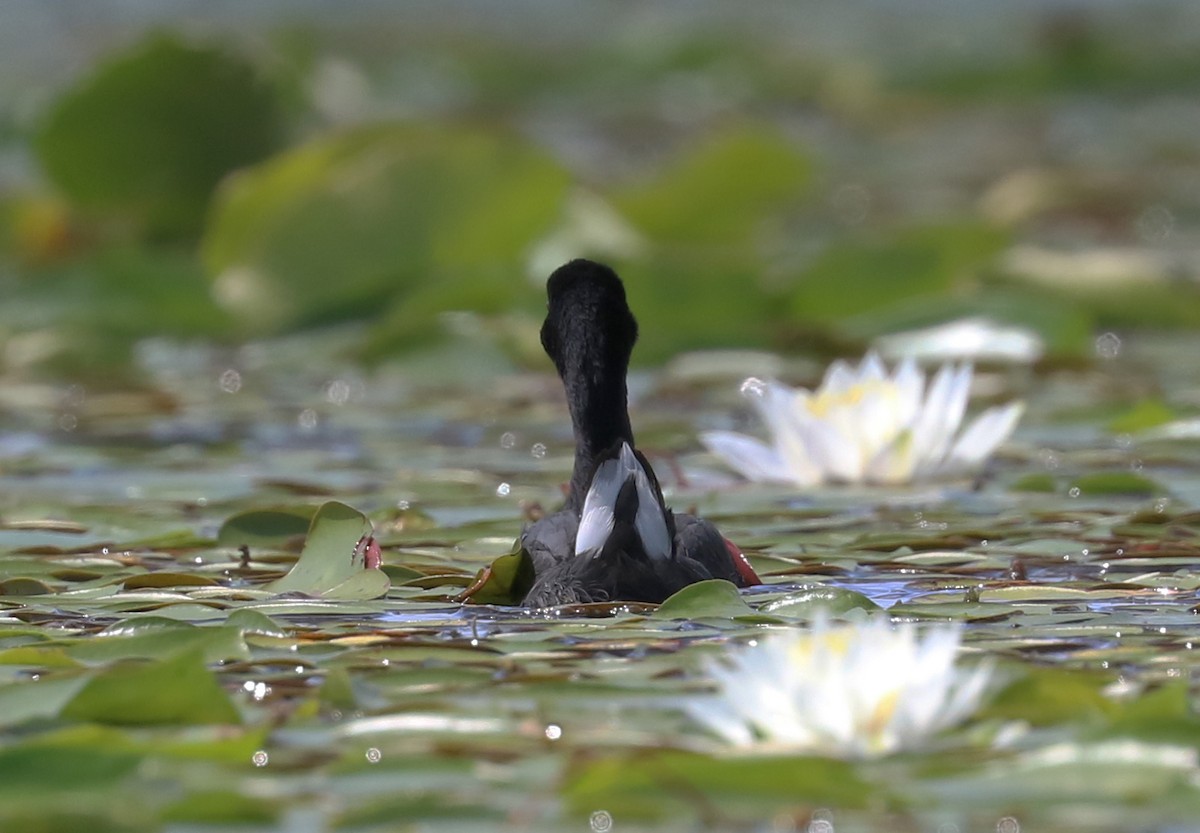 American Coot - ML358092691