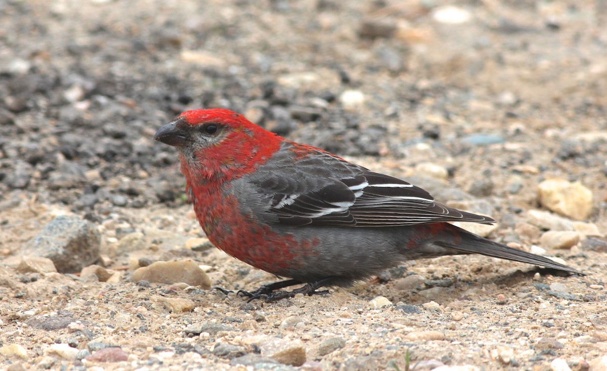 Pine Grosbeak - ML35809391