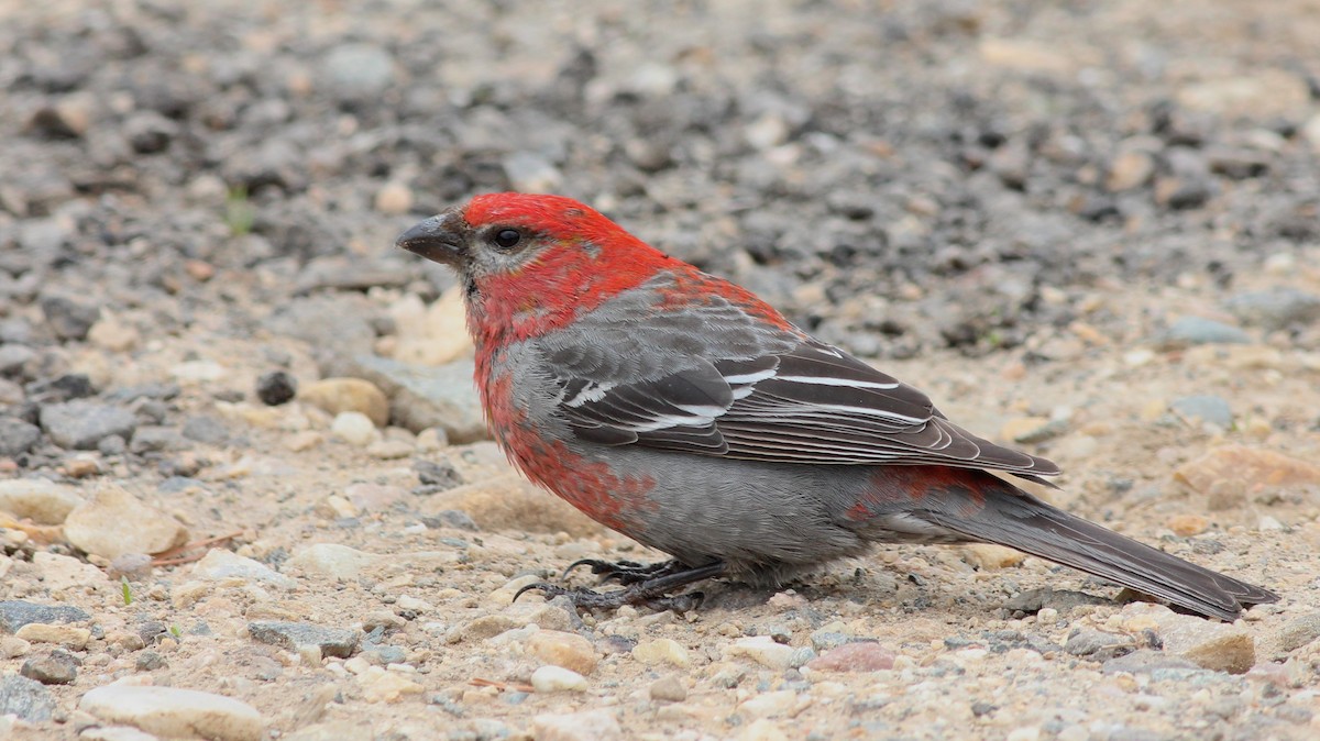 Pine Grosbeak - Shawn Billerman