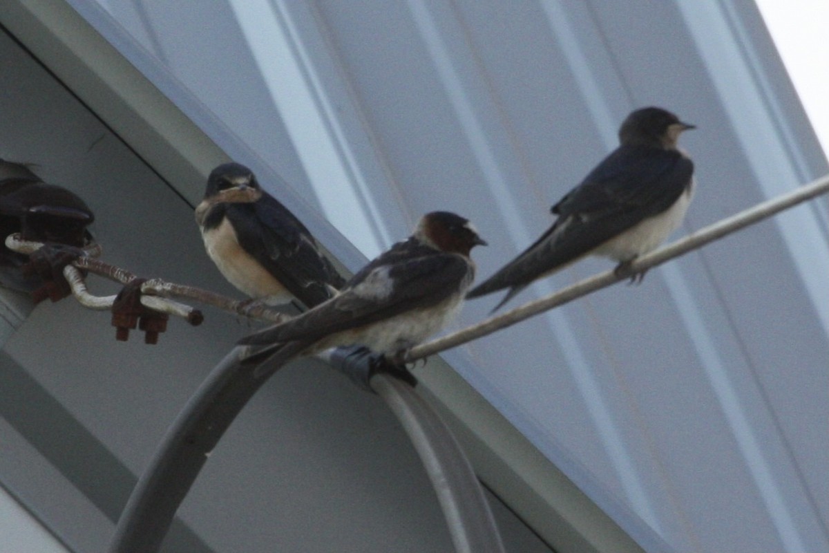 Cliff Swallow (pyrrhonota Group) - ML358096071