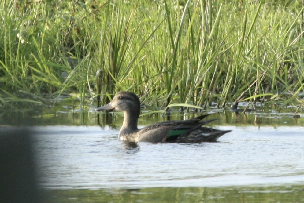 Green-winged Teal - ML358096181