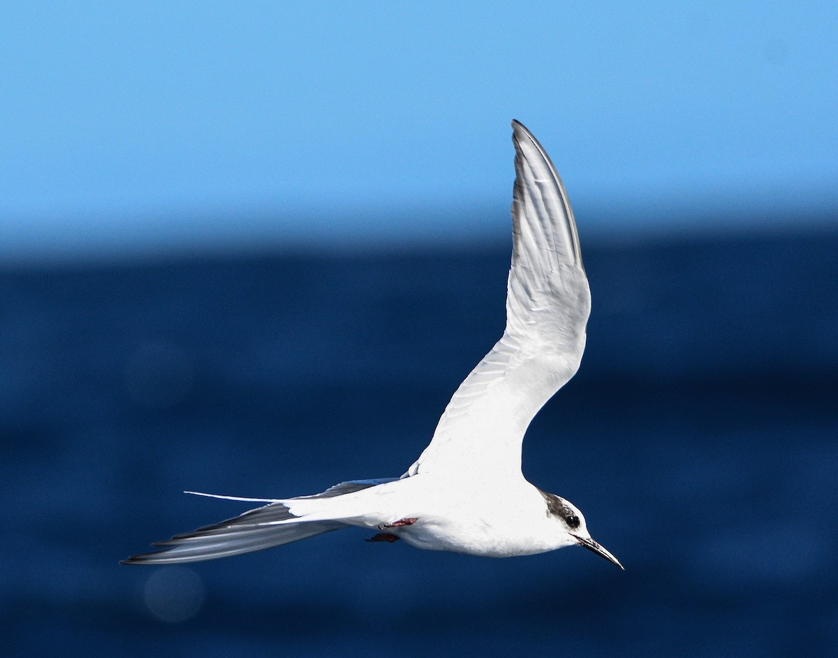 Arctic Tern - Michael Daley