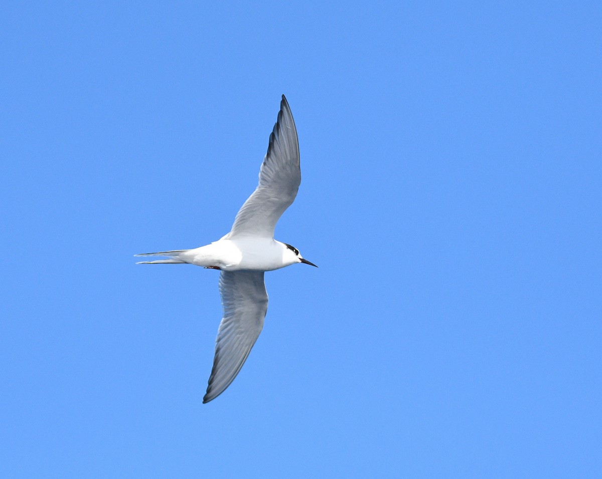 Arctic Tern - ML358097341