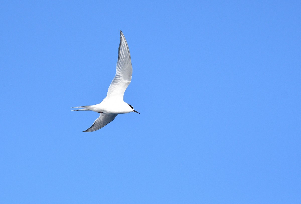 Arctic Tern - ML358097441