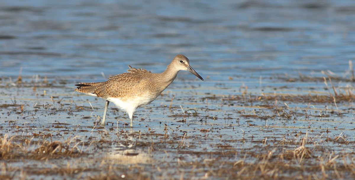 Willet (Western) - ML35809751