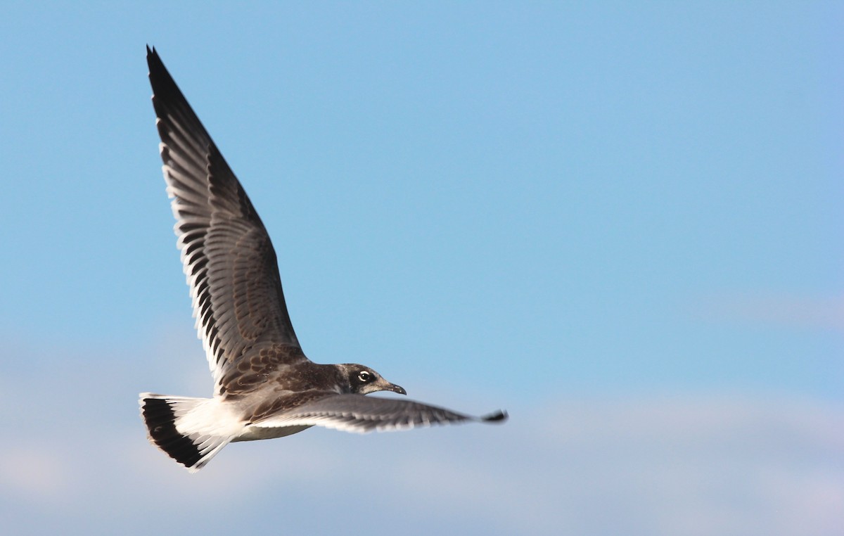 Franklin's Gull - ML35809791